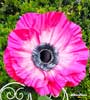 Anemoni 1 stelo