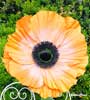 Anemoni 1 stelo