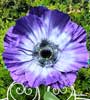 Anemoni 1 stelo