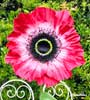 Anemoni 1 stelo