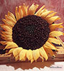 Girasole