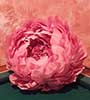 Peonie