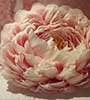 Peonie