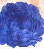 Peonie