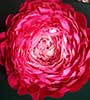 Peonie