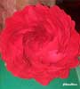 Peonie