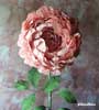 Peonie 1 stelo