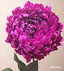 Peonie 1 stelo