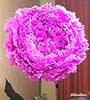Peonie 1 stelo