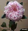 Peonie 1 stelo