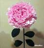 Peonie 1 stelo