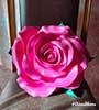 Rose isolon
