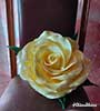 Rose isolon