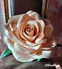 Rose isolon