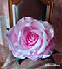Rose isolon