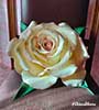 Rose isolon