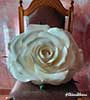 Rose isolon