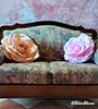 Rose isolon